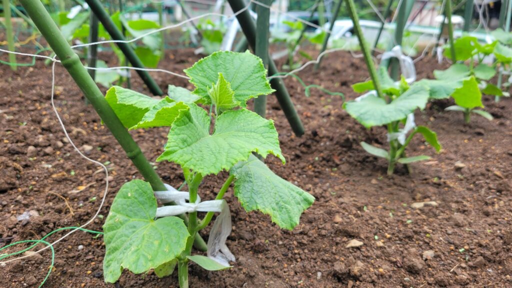夏野菜の季節になりました